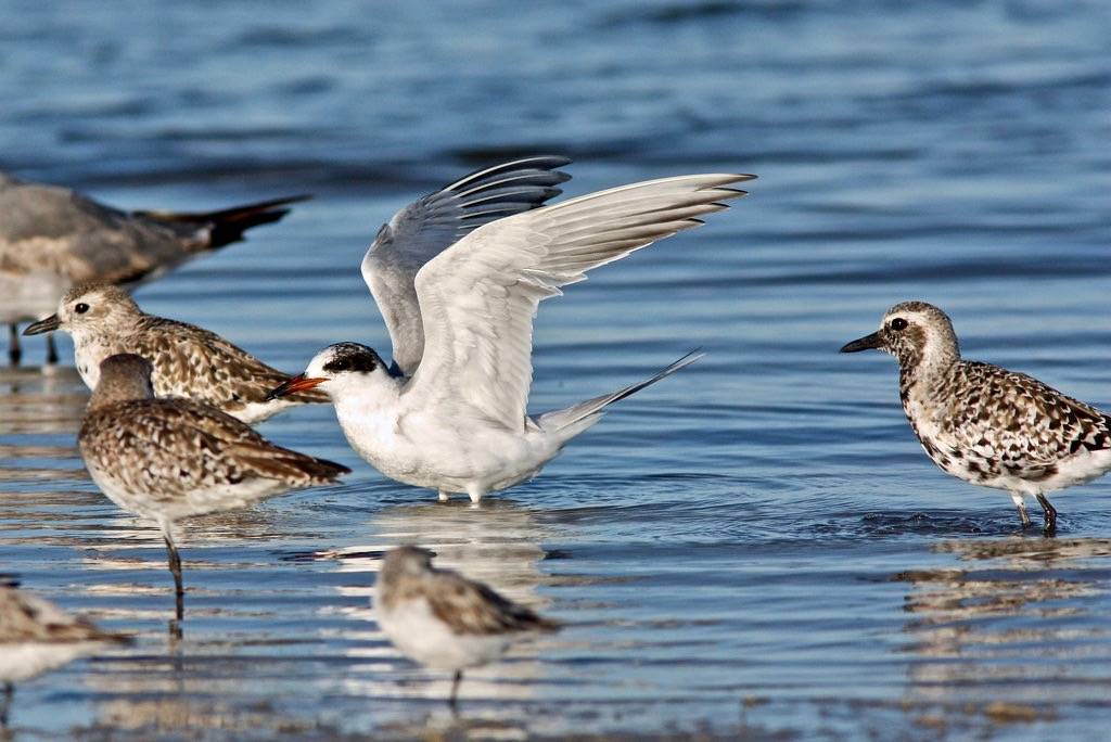 Forster's Tern and Black-bellied Plovers by Dan Irizarry is licensed under CC BY-NC-SA 2.0